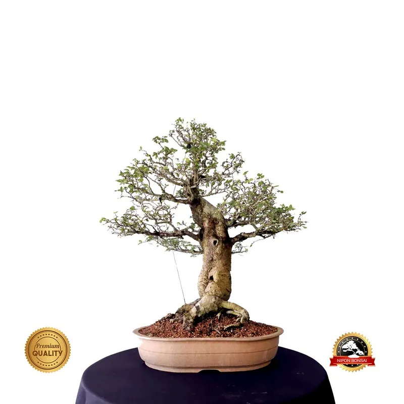 Bonsai de coleção Ulmus parvifolia, 20 anos, foto da loja Nipon Bonsai
