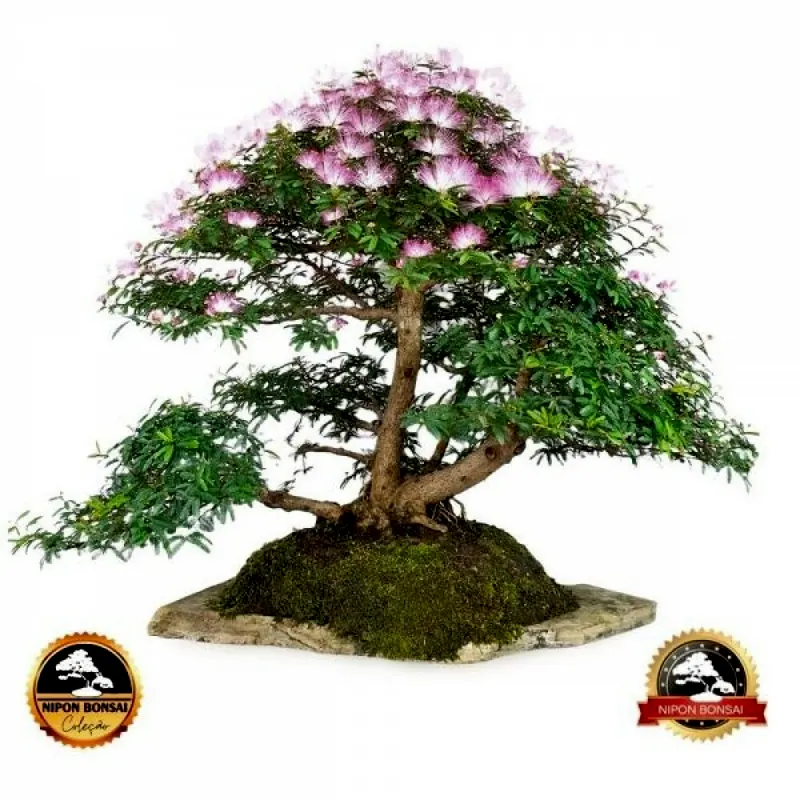 Bonsai de coleção Caliandra selloi, 18 anos, foto da loja Nipon Bonsai