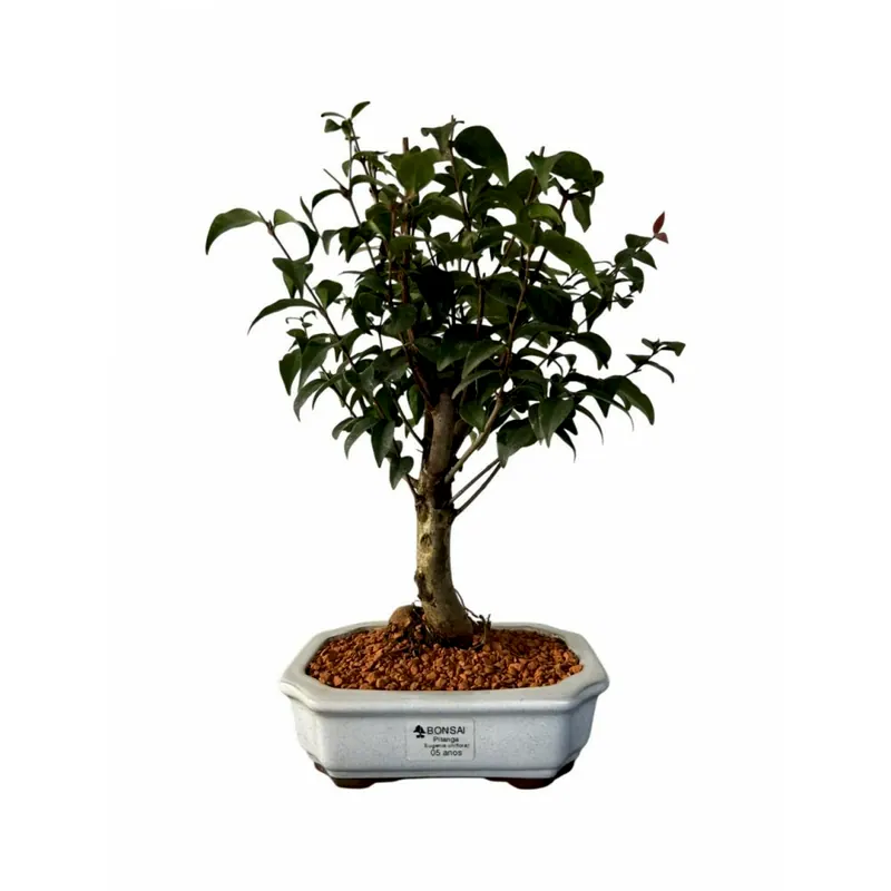 Bonsai Pitanga, 5 anos, foto da loja Nipon Bonsai