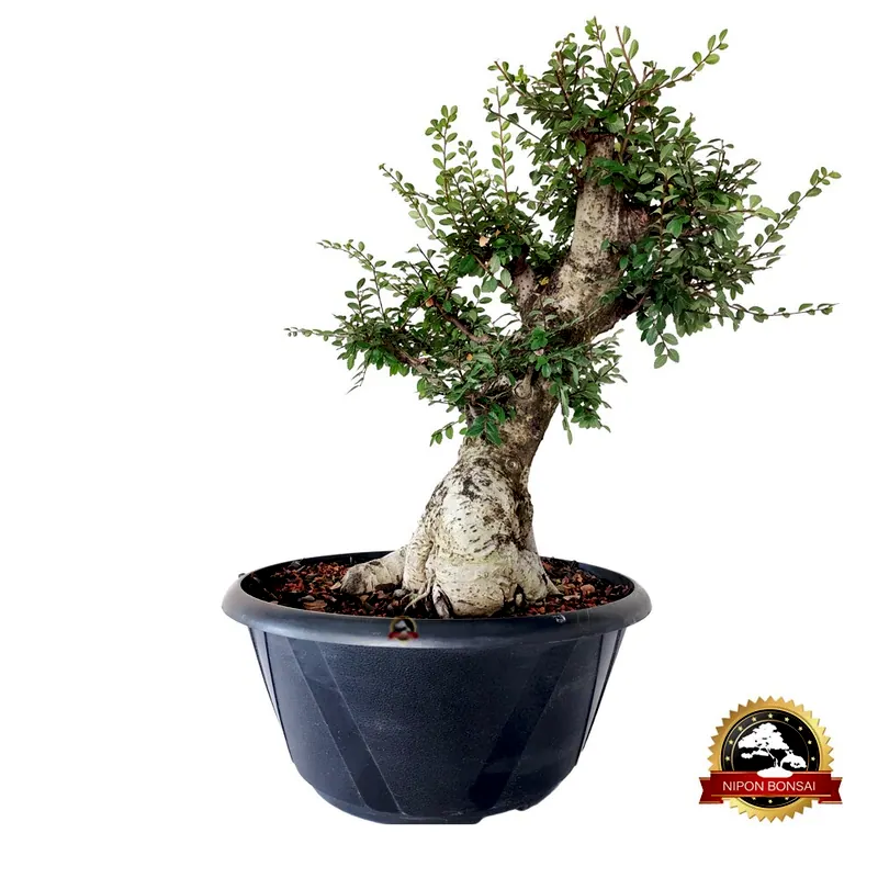 Pré-bonsai Ulmus parvifolia, 18 anos, foto da loja Nipon Bonsai