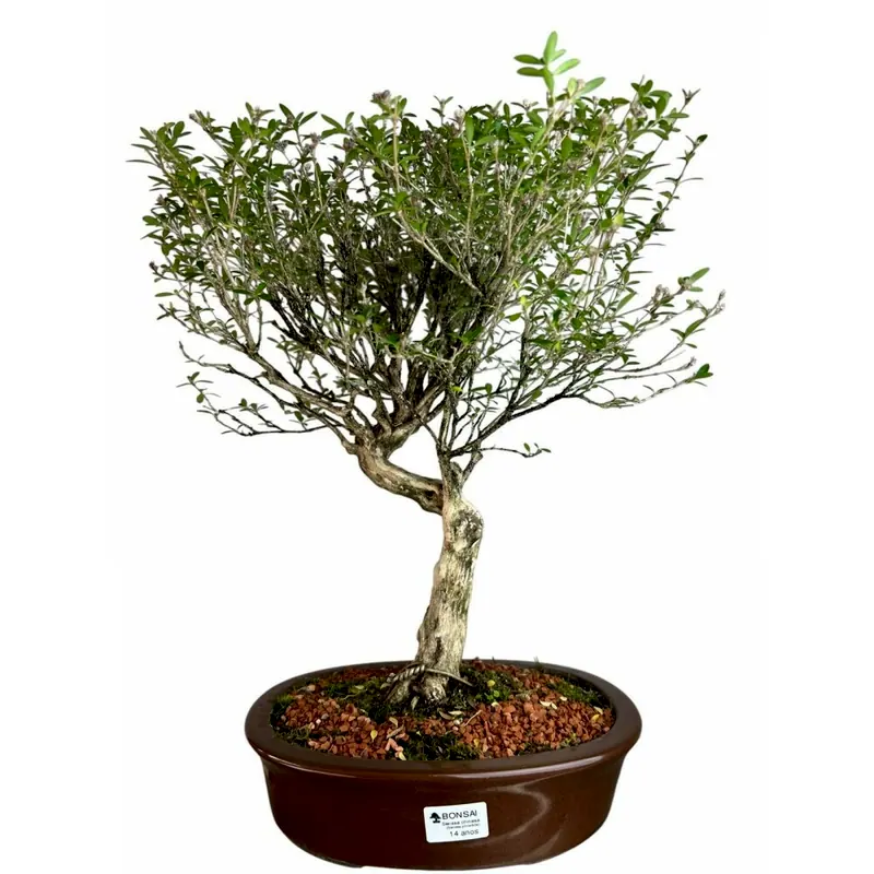 Bonsai Serissa chinesa, 14 anos, foto da loja Nipon Bonsai