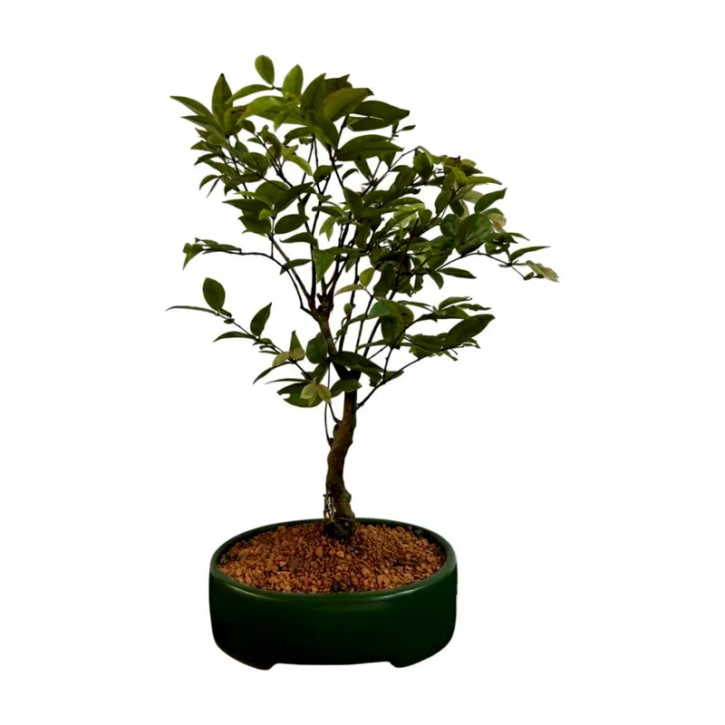 Bonsai Jabuticaba, 6 anos, foto da loja Nipon Bonsai