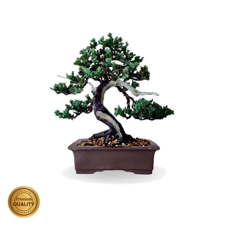 Bonsai de coleção Mini jacaré, 10 anos, foto da loja Nipon Bonsai