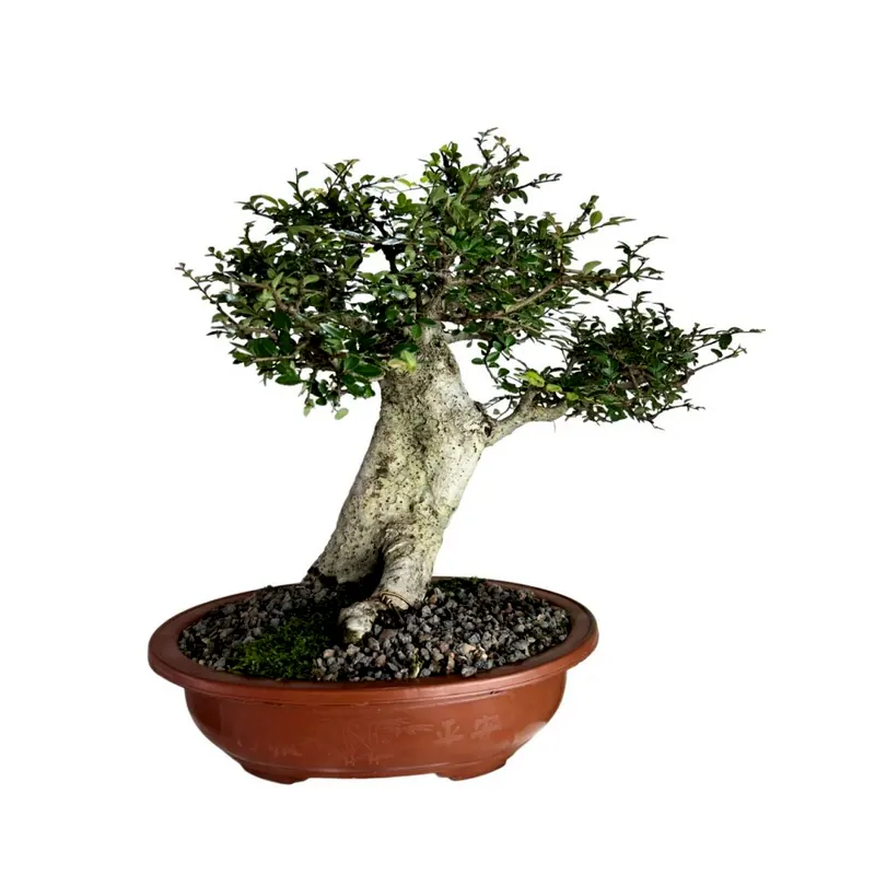 Bonsai Ulmus parvifolia, 14 anos, foto da loja Nipon Bonsai