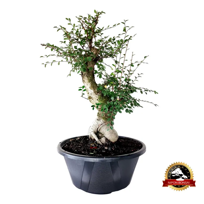 Pré-bonsai Ulmus parvifolia, 16 anos, foto da loja Nipon Bonsai