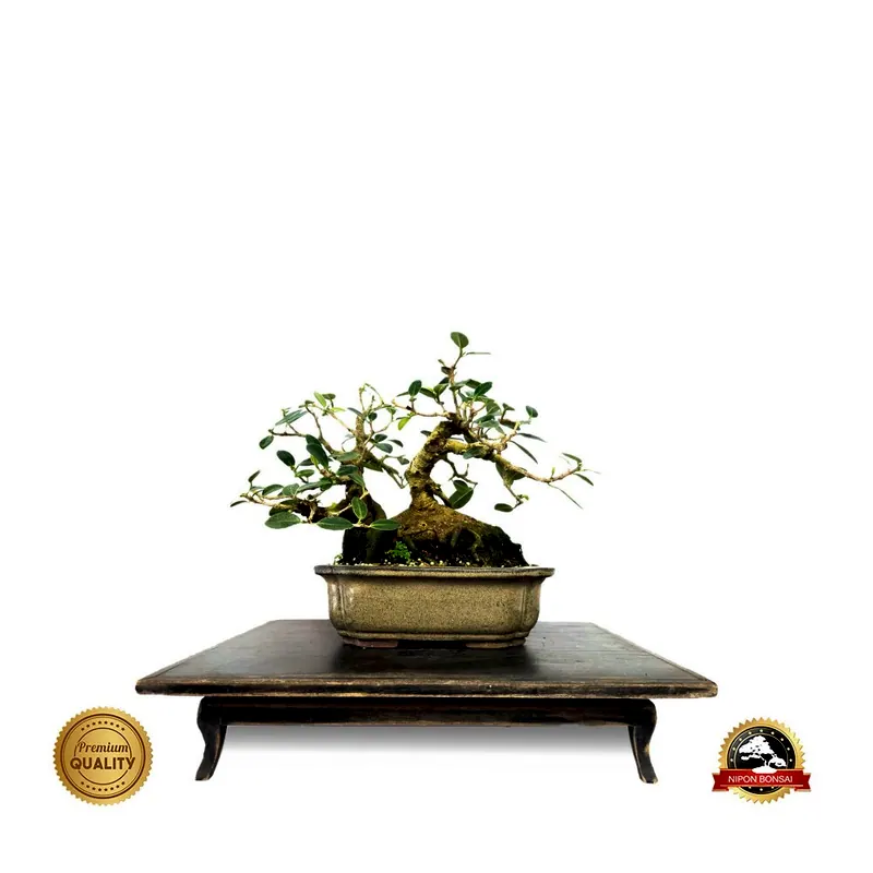Bonsai Ficus green island, 16 anos, foto da loja Nipon Bonsai