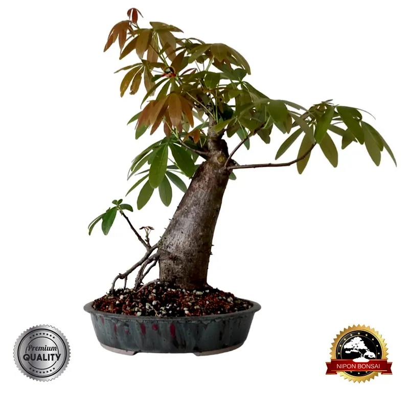 Bonsai Paineira, 14 anos, foto da loja Nipon Bonsai