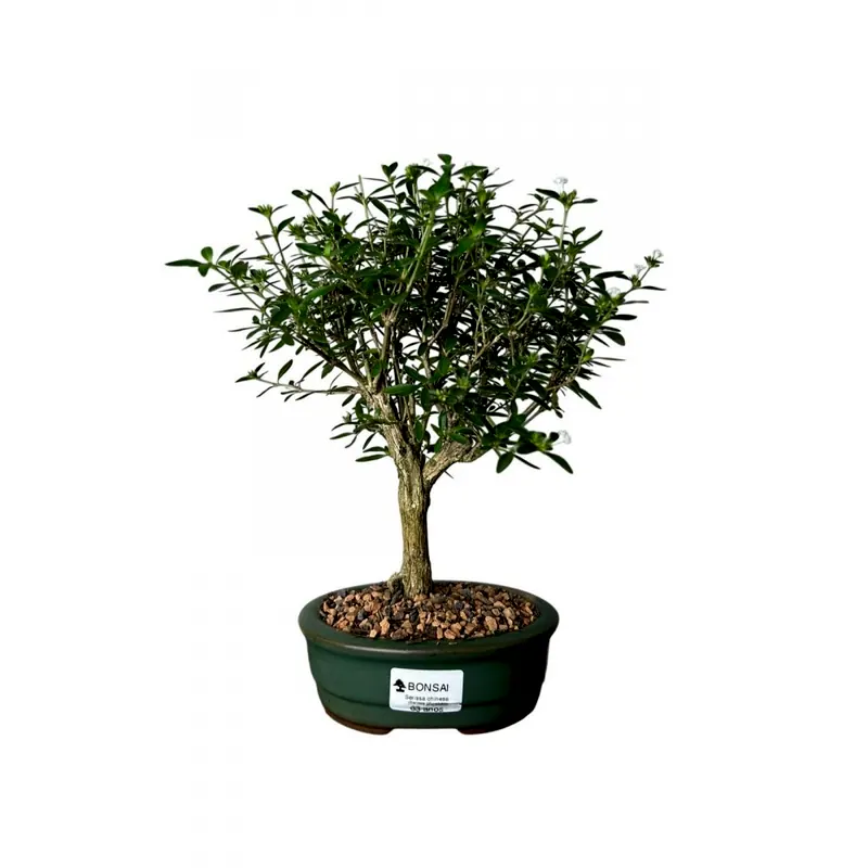 Bonsai Serissa, 3 anos, foto da loja Nipon Bonsai
