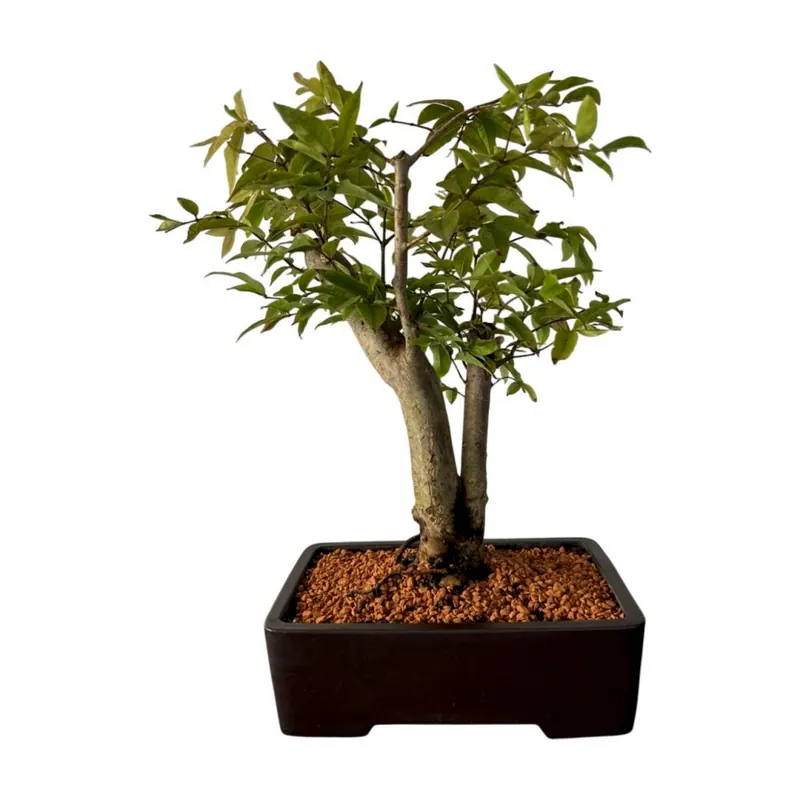 Bonsai Jabuticaba, 14 anos, foto da loja Nipon Bonsai
