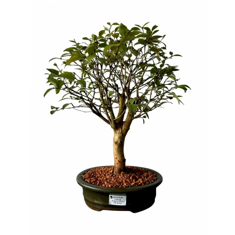 Bonsai Pitanga, 6 anos, foto da loja Nipon Bonsai