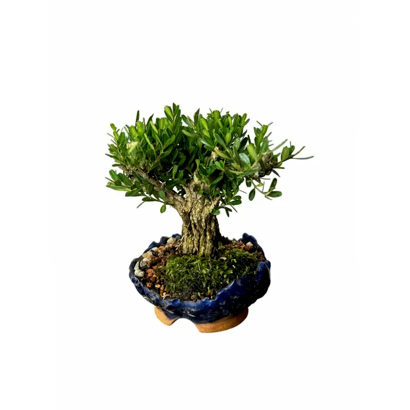 Bonsai Buxus sempervirens, 6 anos, foto da loja Nipon Bonsai