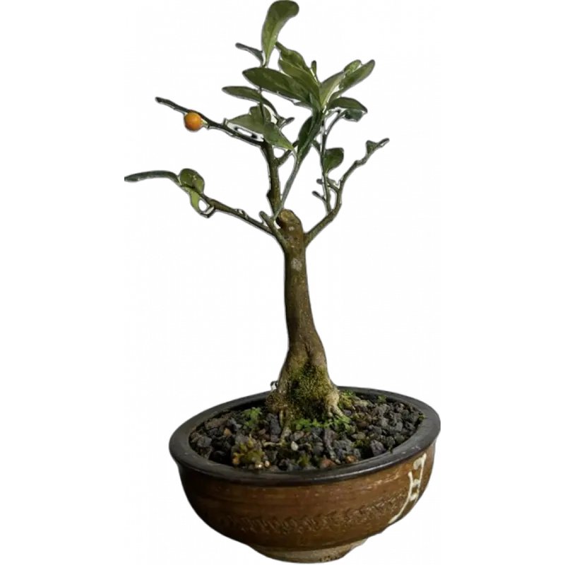 Bonsai Kinzu, 5 anos, foto da loja Nipon Bonsai