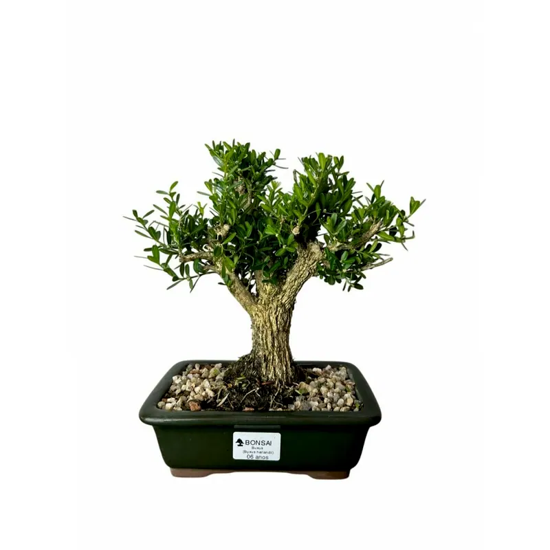 Bonsai Buxus harlandii, 6 anos, foto da loja Nipon Bonsai