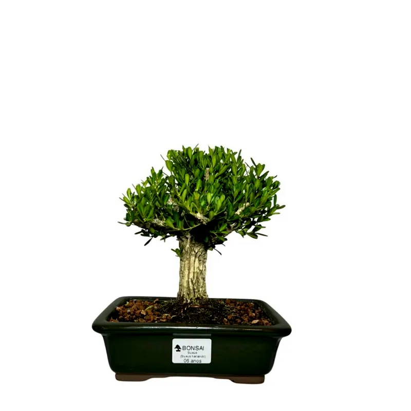 Bonsai Buxus harlandii, 6 anos, foto da loja Nipon Bonsai