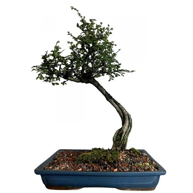 Bonsai Ulmus parvifolia, 12 anos, foto da loja Nipon Bonsai