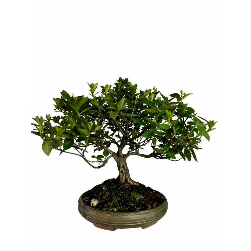 Bonsai Azaleia, 12 anos, foto da loja Nipon Bonsai