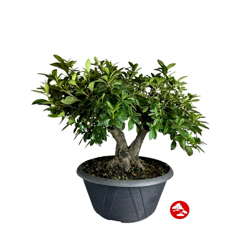 Pré-bonsai Azaleia satsuki, 18 anos, foto da loja Nipon Bonsai