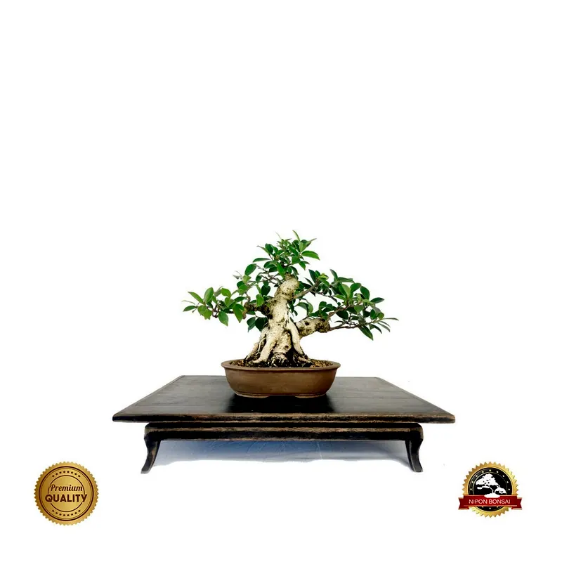 Bonsai Ficus microcarpa, 12 anos, foto da loja Nipon Bonsai