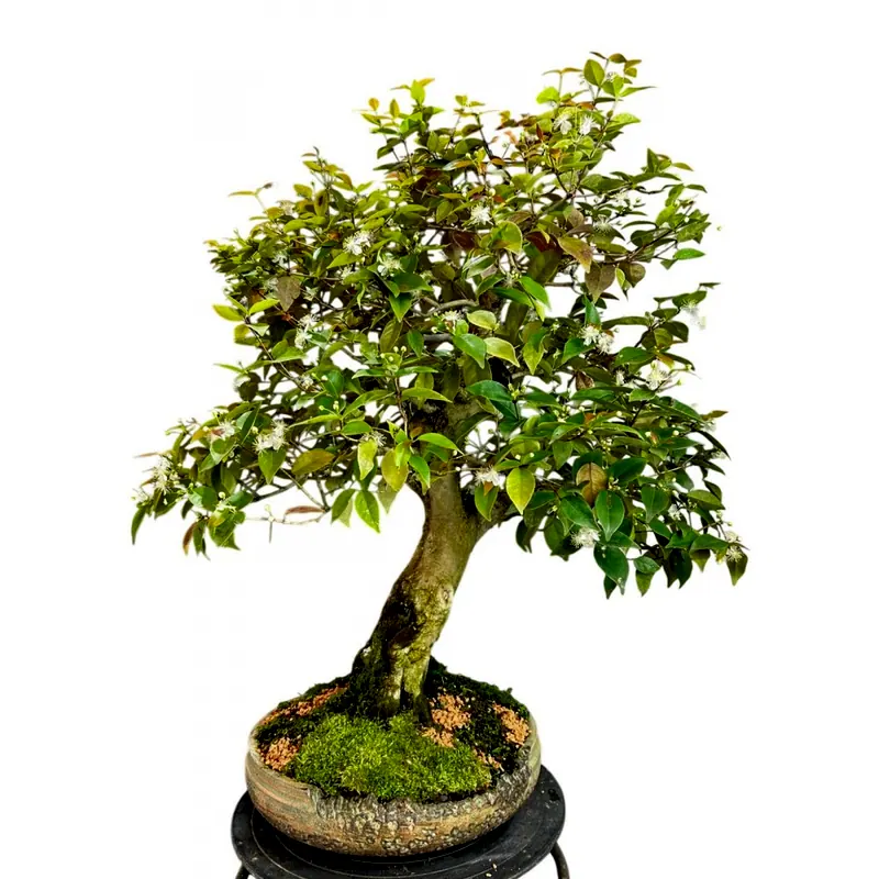 Bonsai de coleção Pitanga, 18 anos, foto da loja Nipon Bonsai