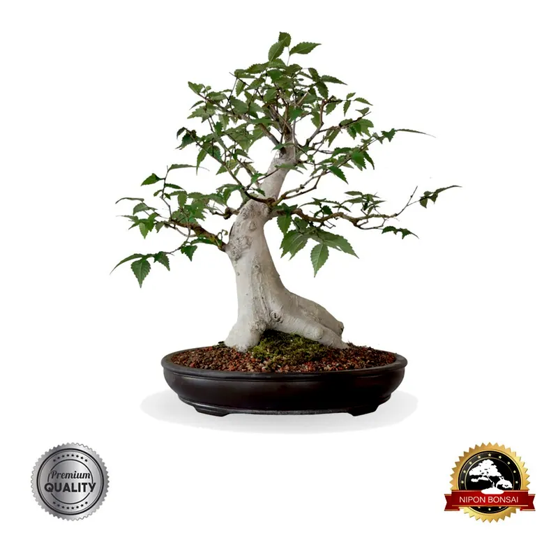 Bonsai Zelkova serrata, 18 anos, foto da loja Nipon Bonsai