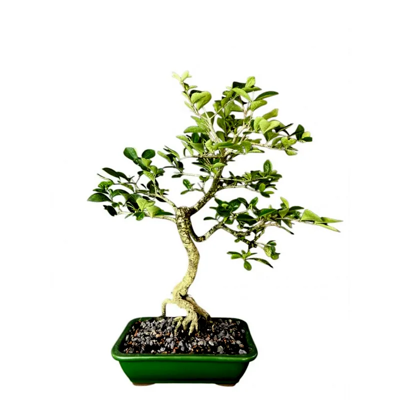 Bonsai Acerola, 6 anos, foto da loja Nipon Bonsai