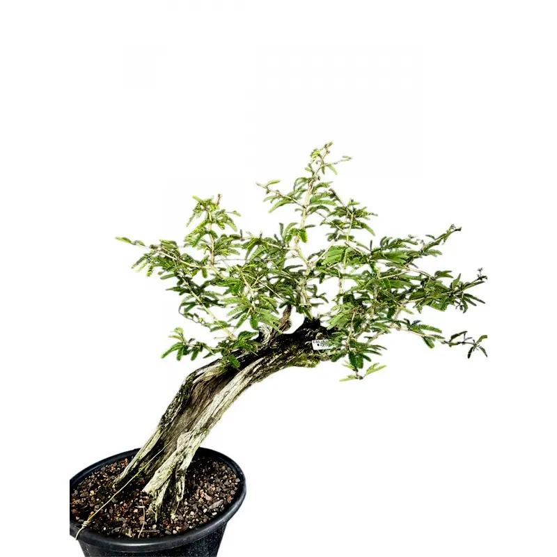 Pré-bonsai Caliandra selloi, 20 anos, foto da loja Nipon Bonsai