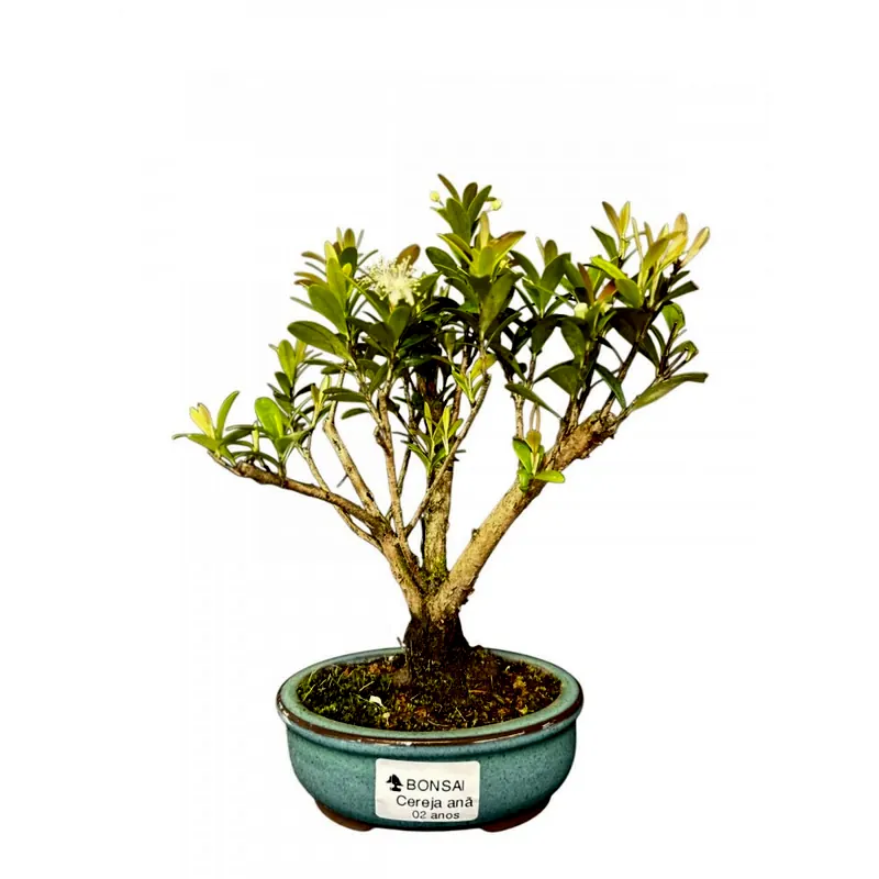 Bonsai Cereja anã, 2 anos, foto da loja Nipon Bonsai