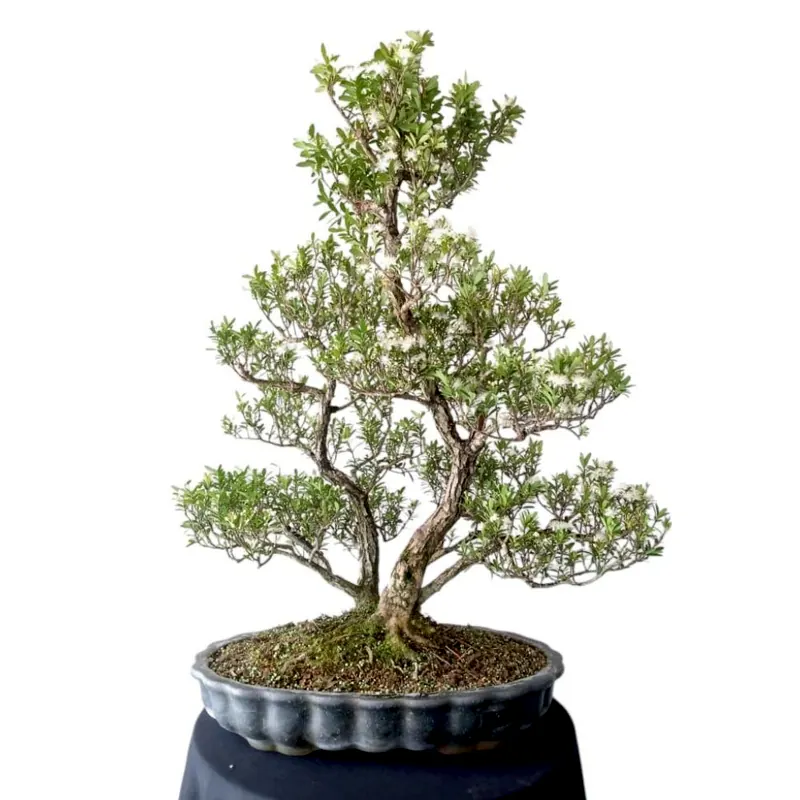 Bonsai de coleção Cereja silvestre, 20 anos, foto da loja Nipon Bonsai
