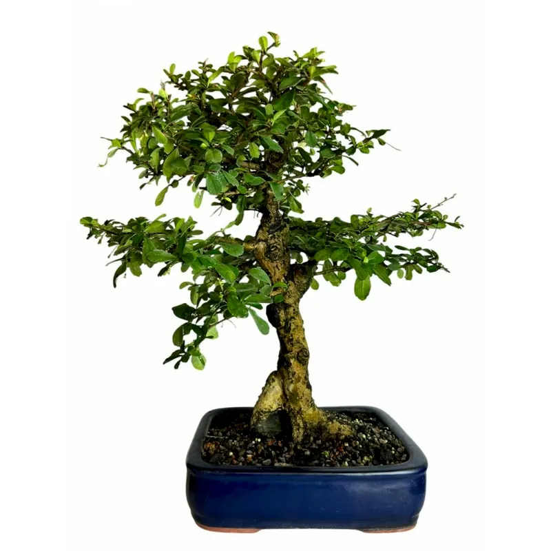 Bonsai Carmona retusa, 14 anos, foto da loja Nipon Bonsai