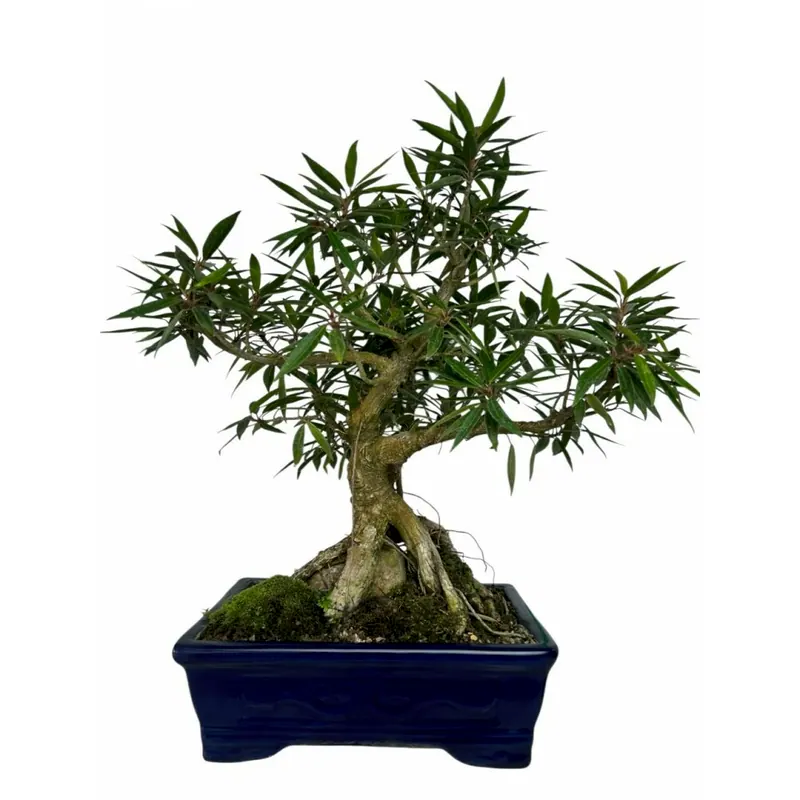 Bonsai Ficus nerifolia, 12 anos, foto da loja Nipon Bonsai