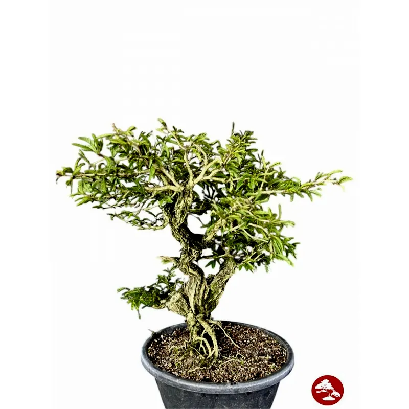 Pré-bonsai Caliandra spinosa, 15 anos, foto da loja Nipon Bonsai