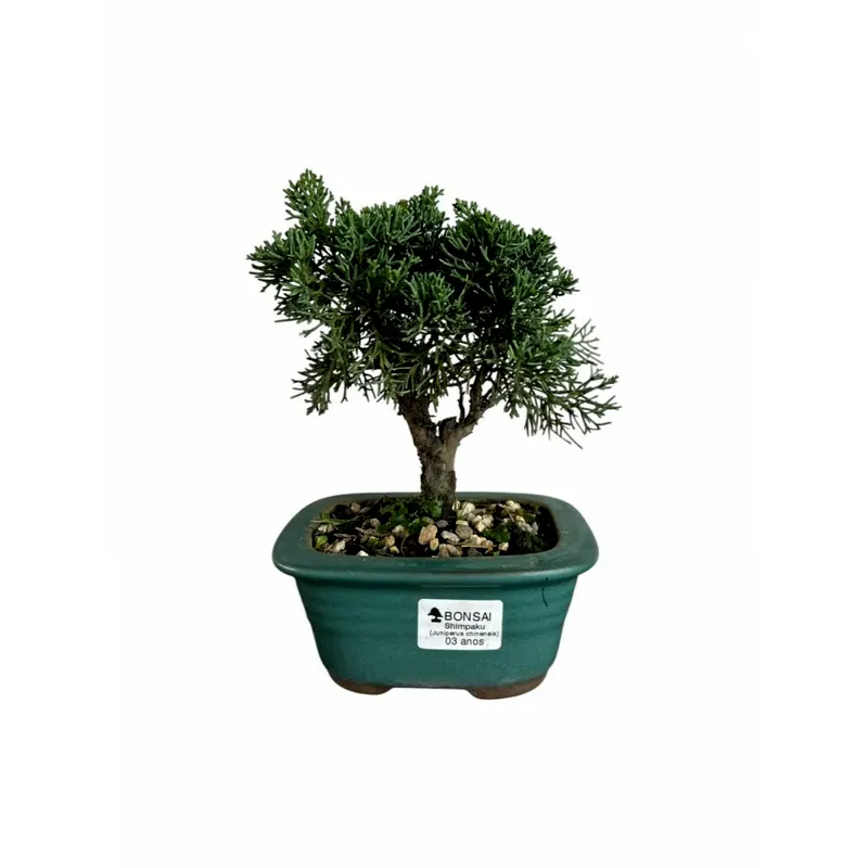 Bonsai Shimpaku, 3 anos, foto da loja Nipon Bonsai