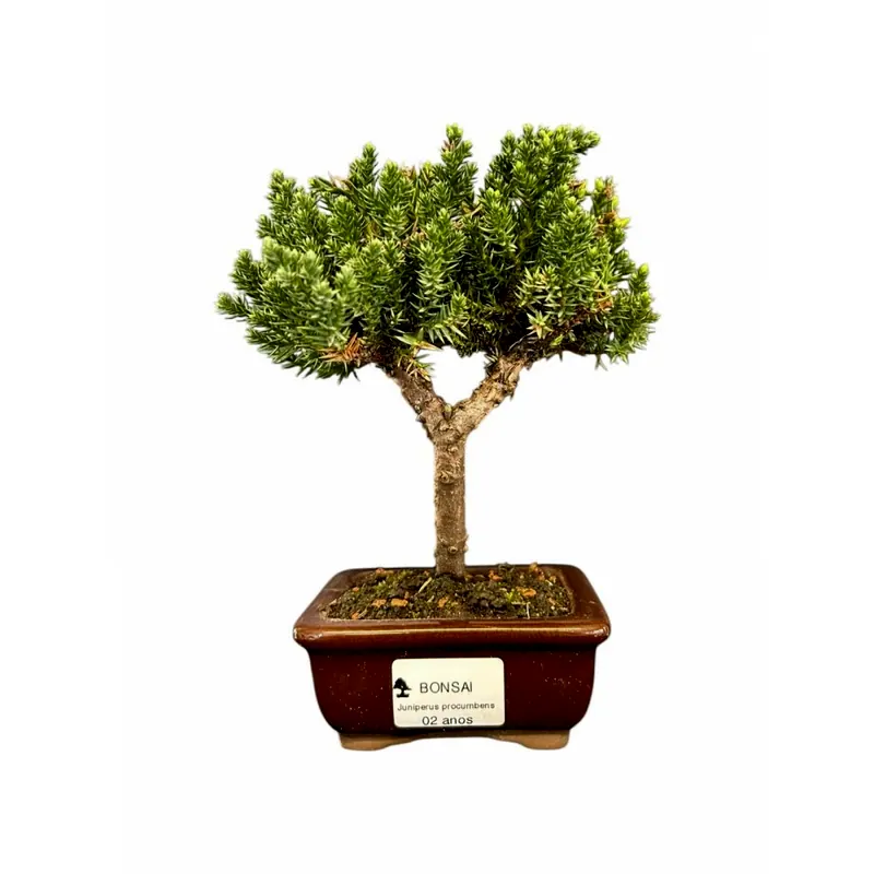Bonsai Juníperus procumbens, 2 anos, foto da loja Nipon Bonsai