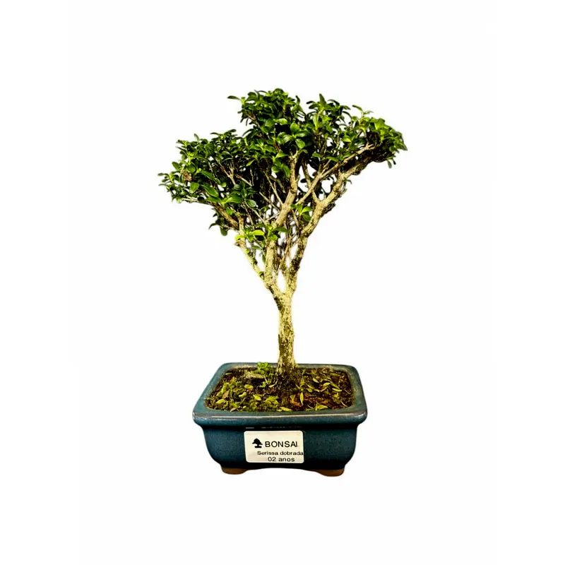 Bonsai Serissa branca, 2 anos, foto da loja Nipon Bonsai