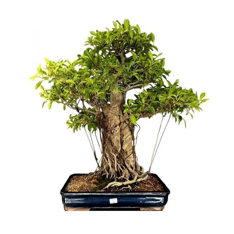 Bonsai de coleção Ficus microcarpa, 28 anos, foto da loja Nipon Bonsai