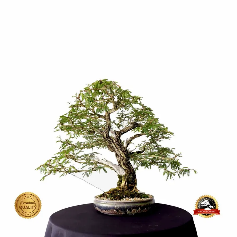 Bonsai de coleção Caliandra spinosa, 28 anos, foto da loja Nipon Bonsai