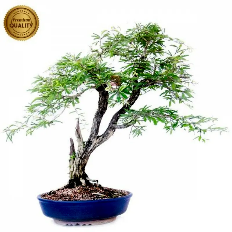 Bonsai de coleção Caliandra spinosa, 21 anos, foto da loja Nipon Bonsai