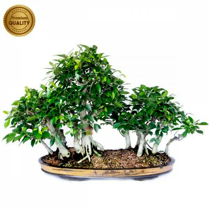 Bonsai de coleção Ficus microcarpa, 30 anos, foto da loja Nipon Bonsai