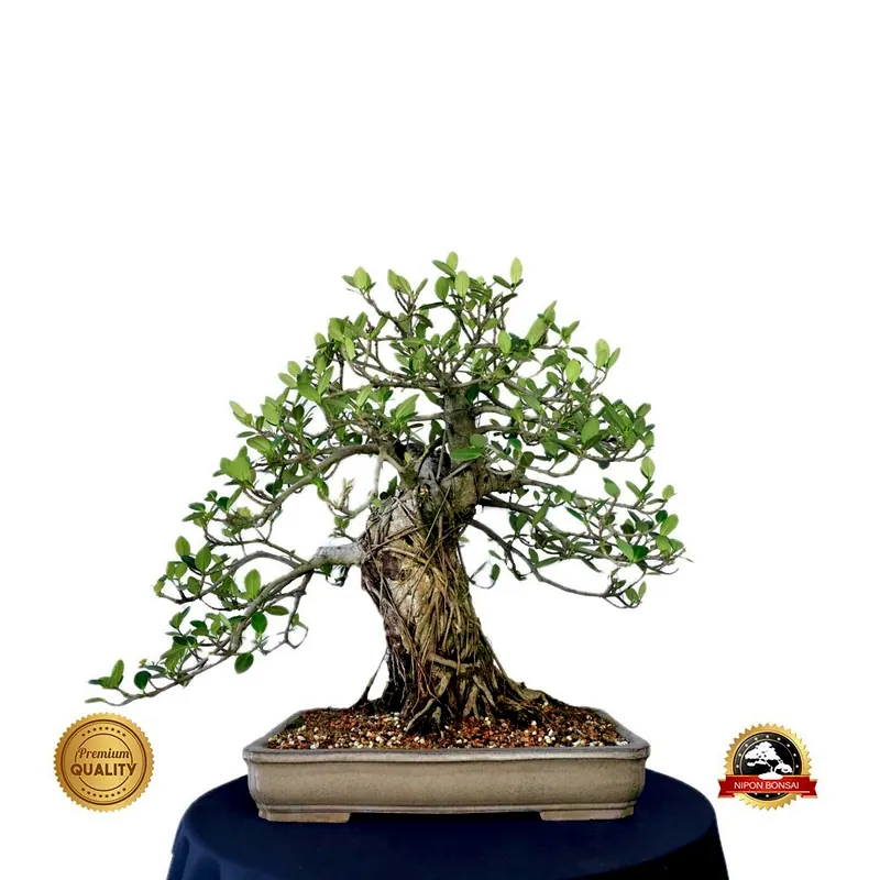 Bonsai de coleção Ficus green island, 23 anos, foto da loja Nipon Bonsai