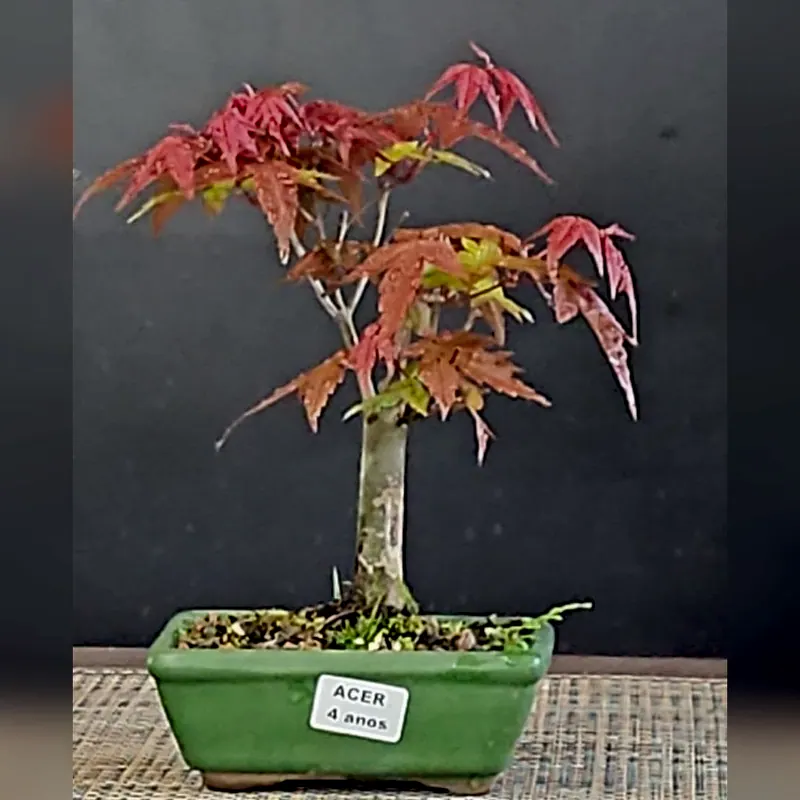 Acer deshojo, 4 anos, foto 2 de 2