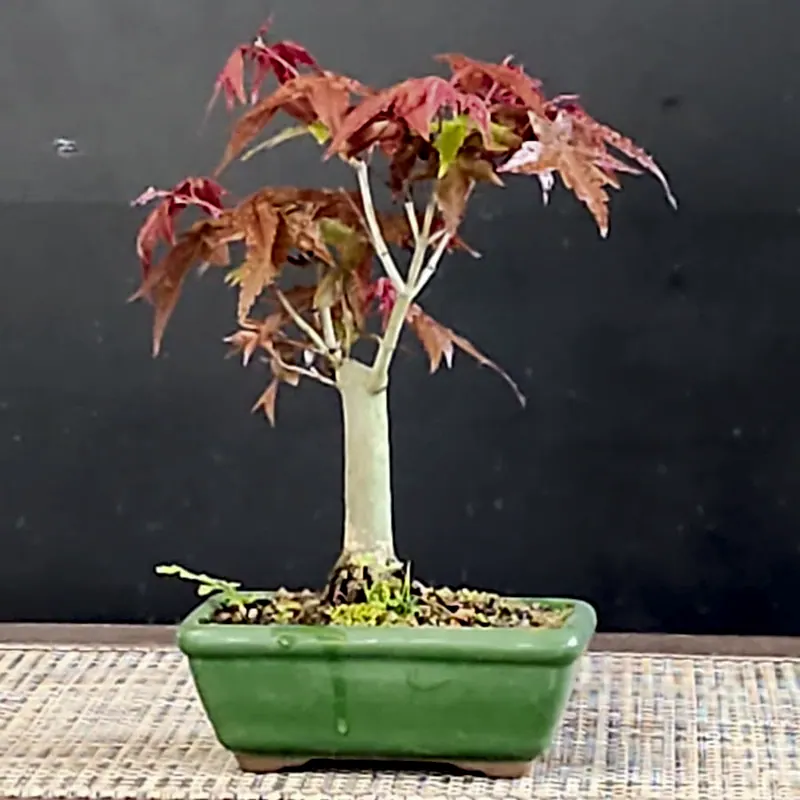 Acer deshojo, 4 anos, foto 1 de 2