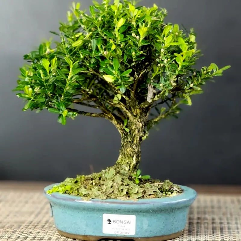 Buxus harlandii, 4 anos, foto 2 de 2