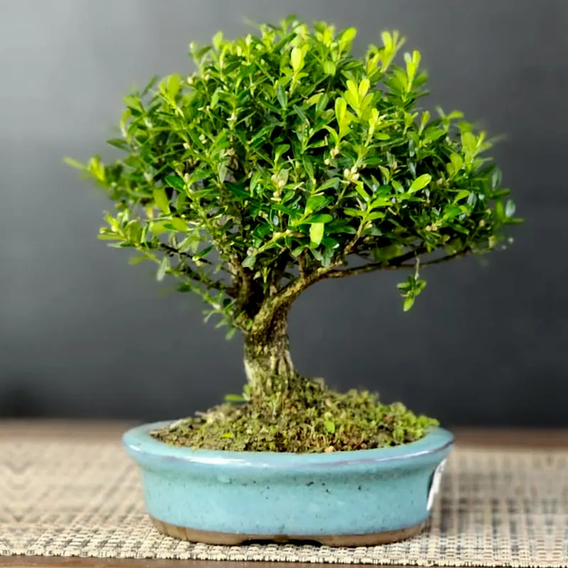 Buxus harlandii, 4 anos, foto 1 de 2