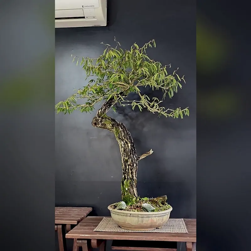 Caliandra spinosa, 23 anos, foto 2 de 3