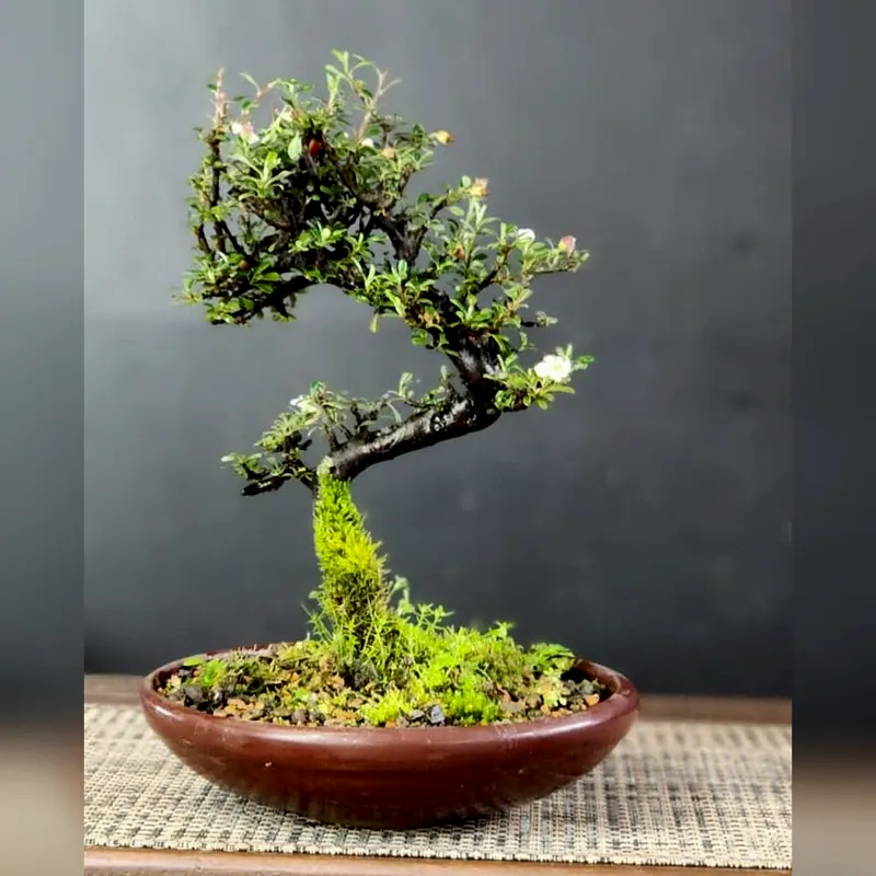 Cotoneaster, 4 anos, foto 2 de 3