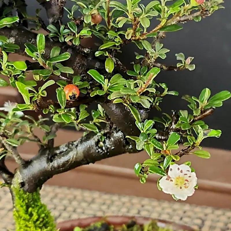 Cotoneaster, 4 anos, foto 3 de 3