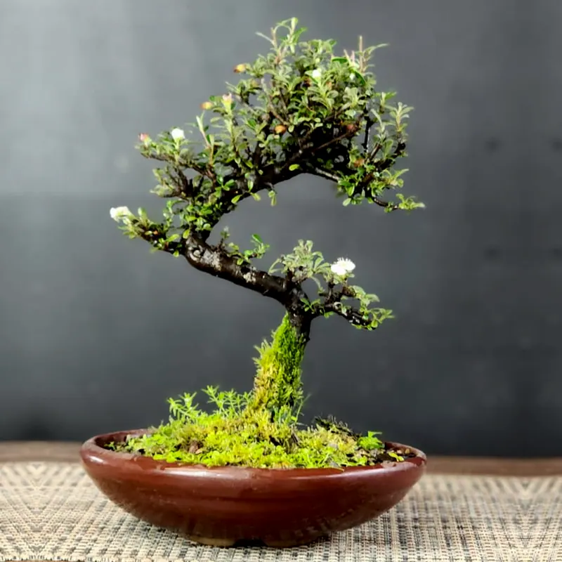 Cotoneaster, 4 anos, foto 1 de 3