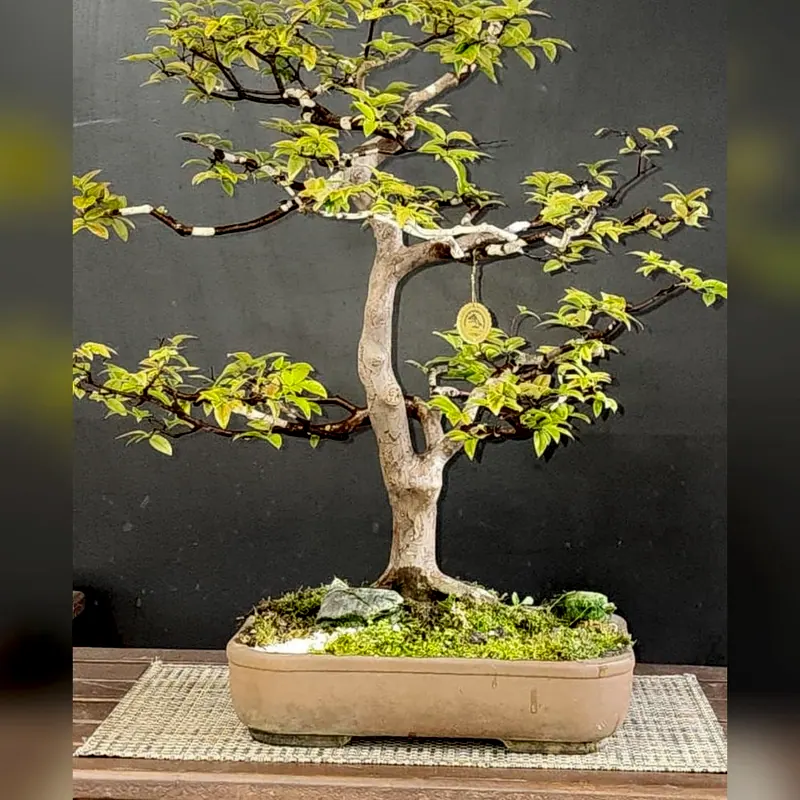 Jabuticaba sabará, 25 anos, foto 2 de 2