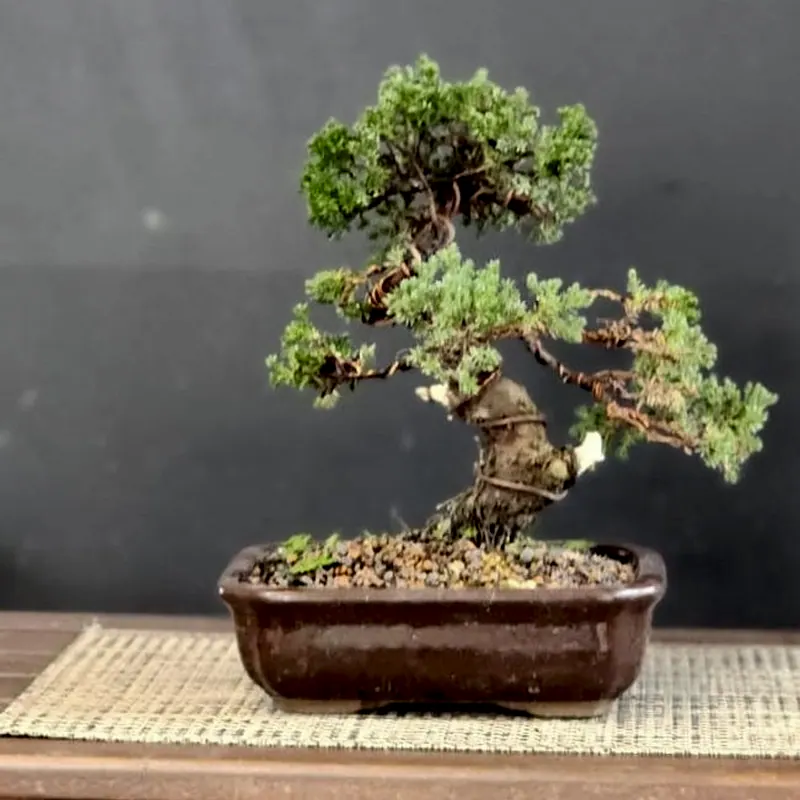 Juníperus procumbens, 10 anos, foto 2 de 2