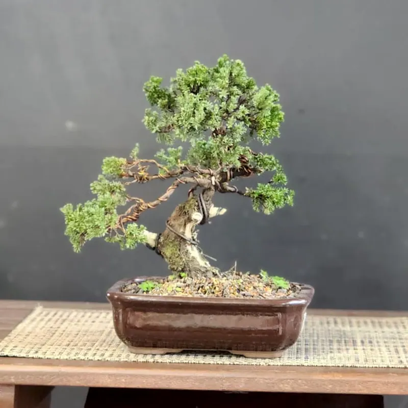 Juníperus procumbens, 10 anos, foto 1 de 2